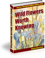 Wildflowers