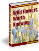 Wildflowers