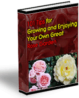 101 Tips For Growing And Enjoying Your Own Great Roses